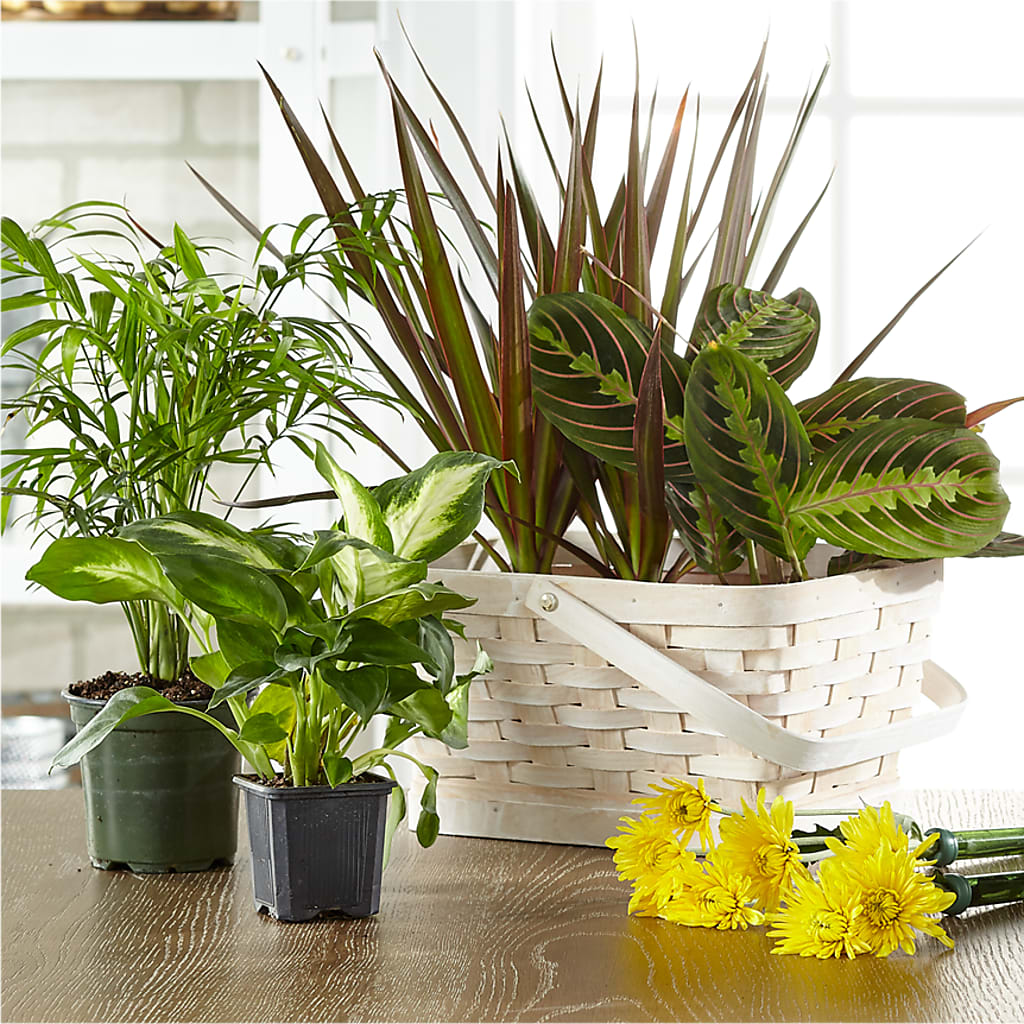 Florist Designed Blooming and Green Plants in a Basket – ANNA'S FLOWERS & GIFTS, West Long Branch NJ