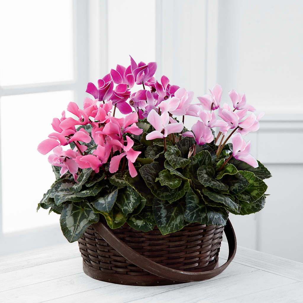 Mixed Cyclamen Planter – ANNA'S FLOWERS & GIFTS, West Long Branch NJ