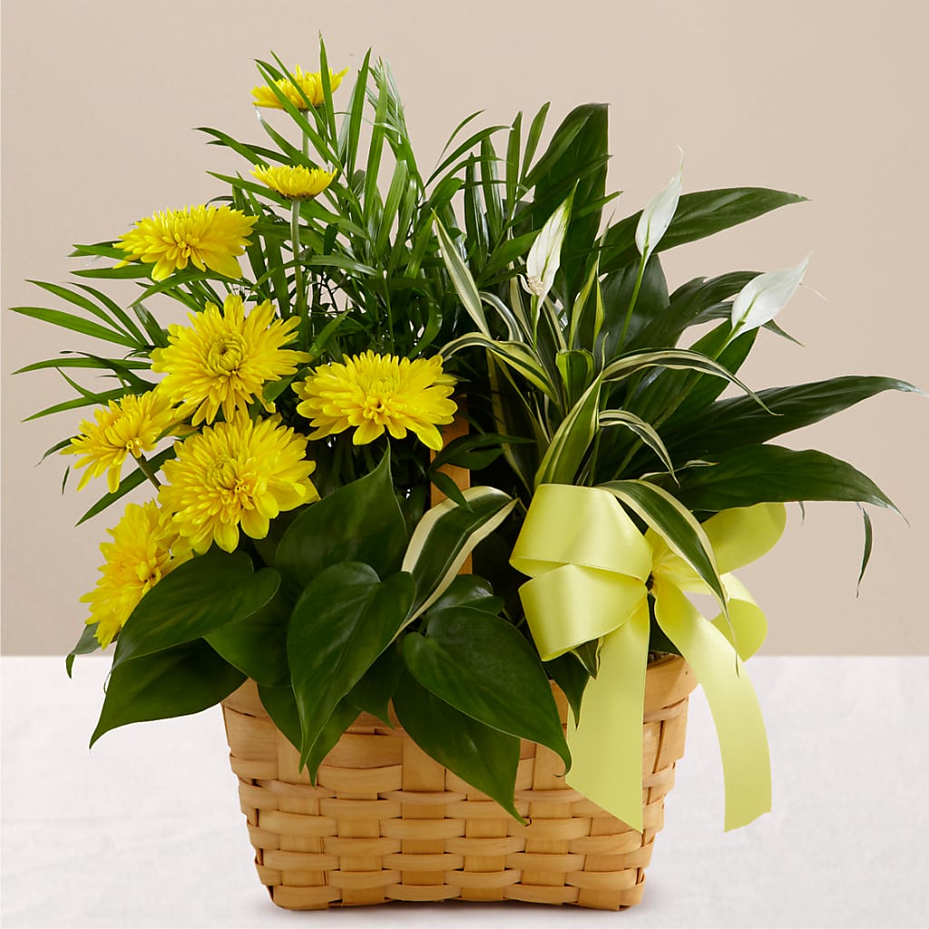 Loving Light Dishgarden – ANNA'S FLOWERS & GIFTS, West Long Branch NJ