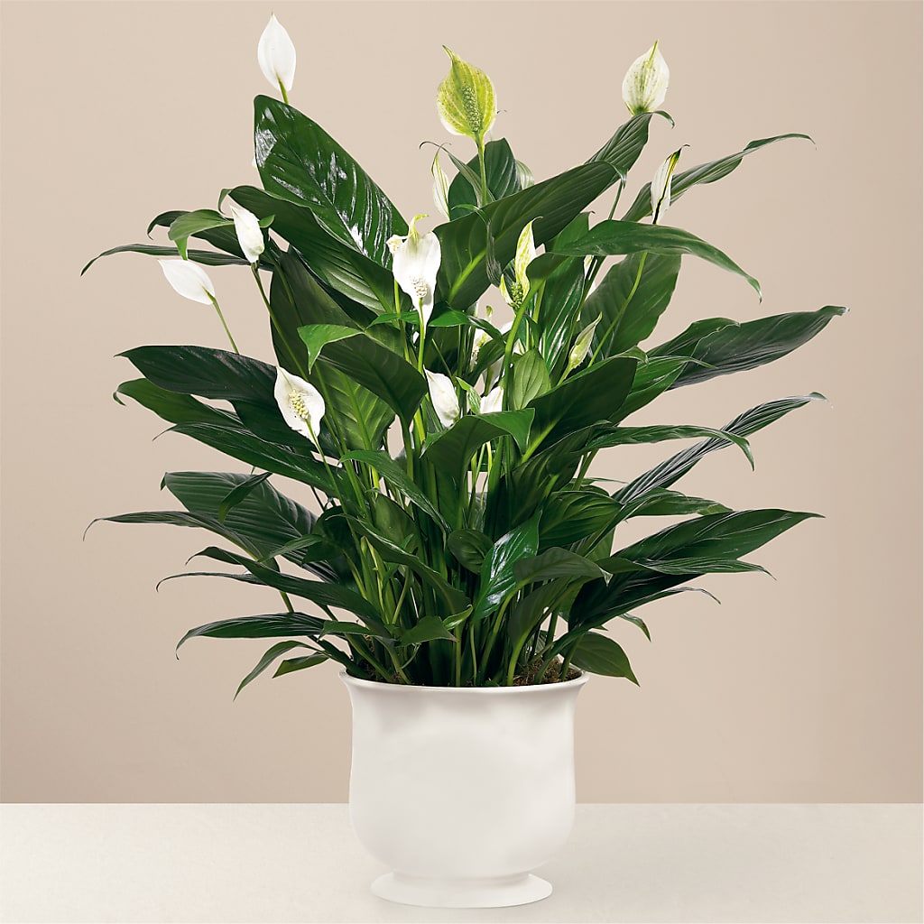 Comfort Planter – ANNA'S FLOWERS & GIFTS, West Long Branch NJ