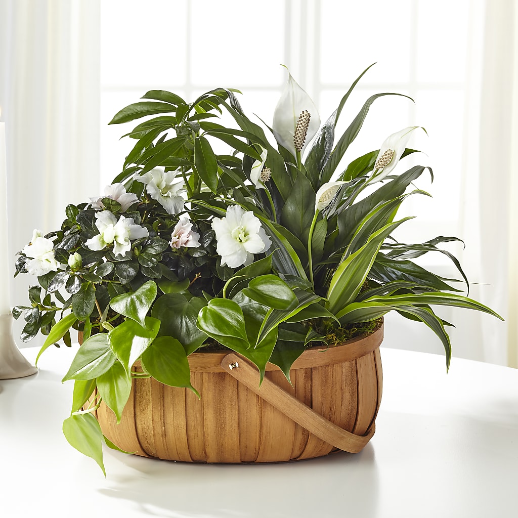 Serene Dishgarden – ANNA'S FLOWERS & GIFTS, West Long Branch NJ