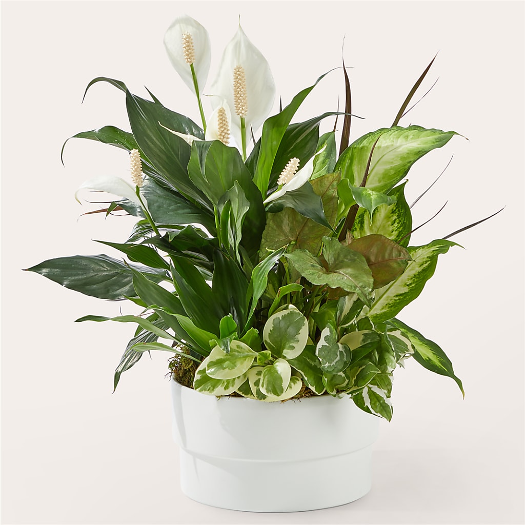 Radiating Positivity Dishgarden – ANNA'S FLOWERS & GIFTS, West Long Branch NJ