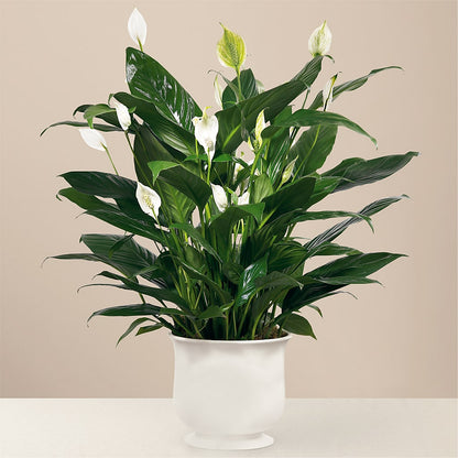 Comfort Planter – ANNA'S FLOWERS & GIFTS, West Long Branch NJ
