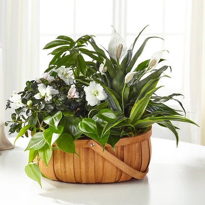 Serene Dishgarden – ANNA'S FLOWERS & GIFTS, West Long Branch NJ