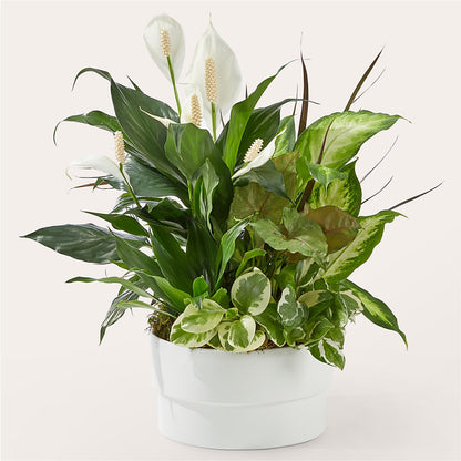 Radiating Positivity Dishgarden – ANNA'S FLOWERS & GIFTS, West Long Branch NJ
